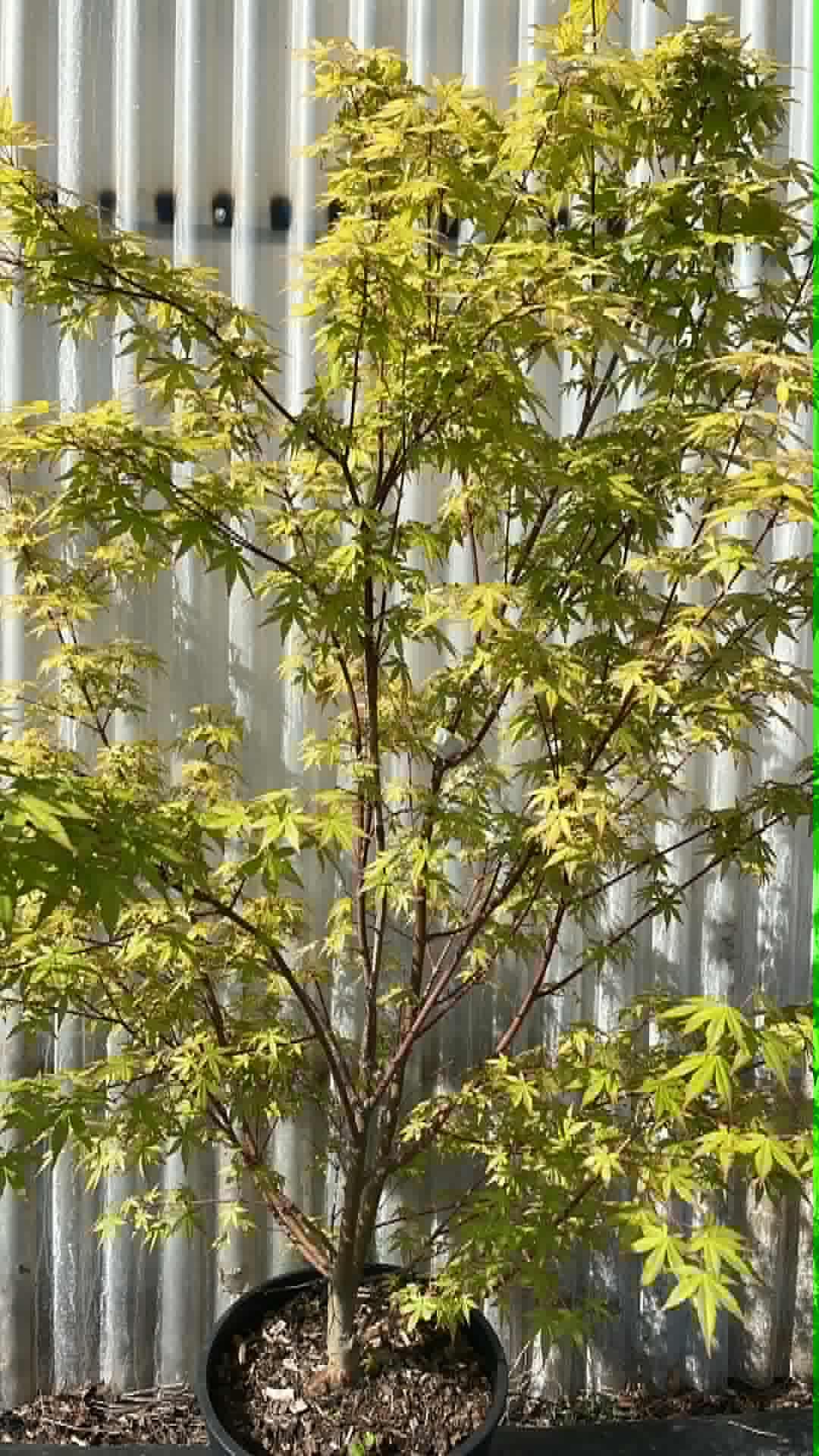 Arbre 2