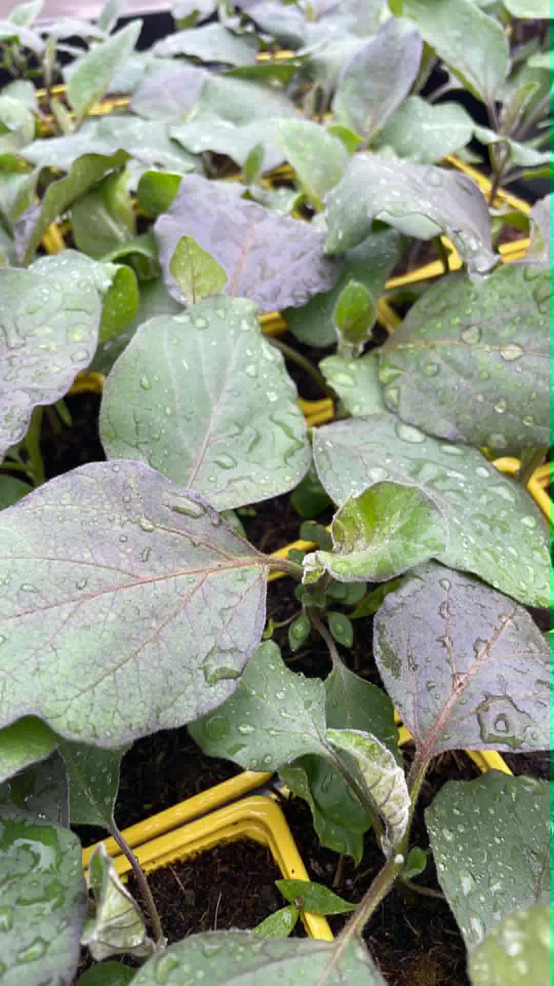 Plant Maraîcher