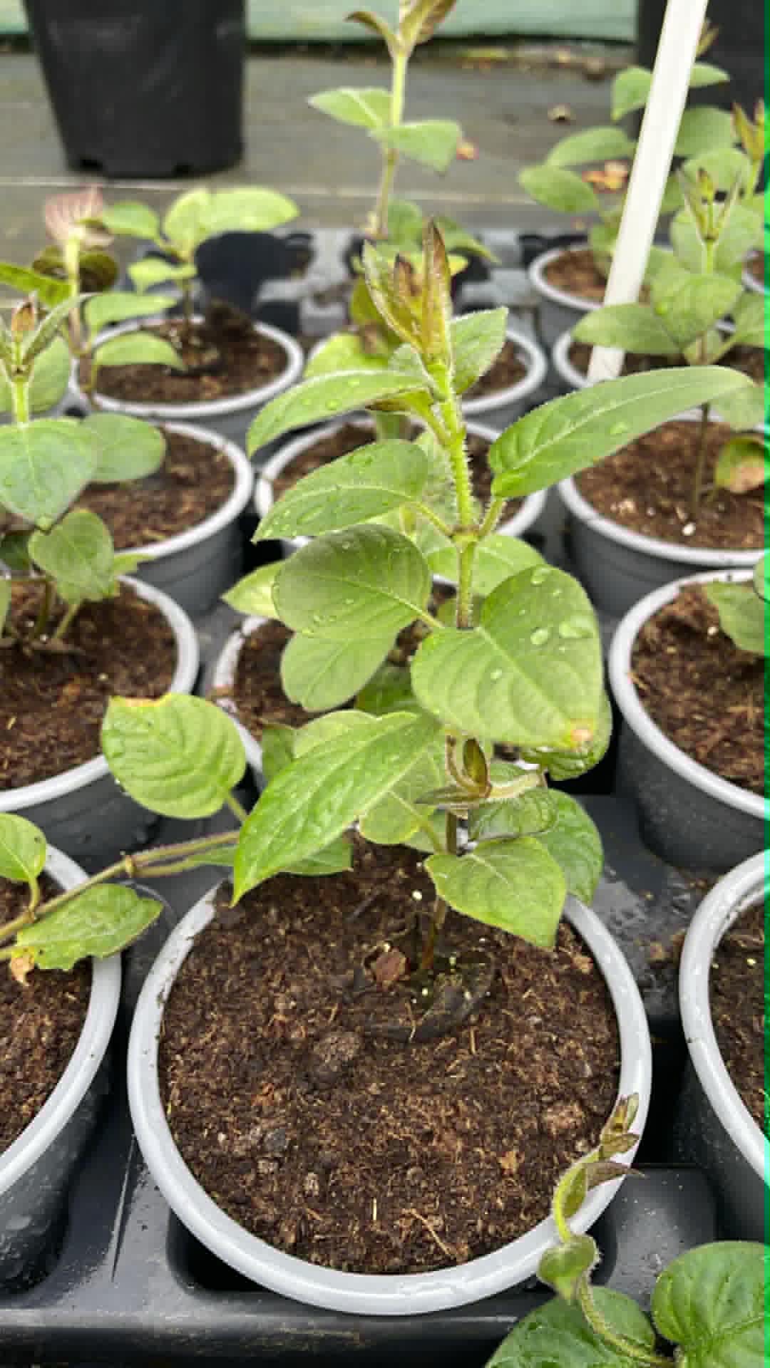 Plant Maraîcher