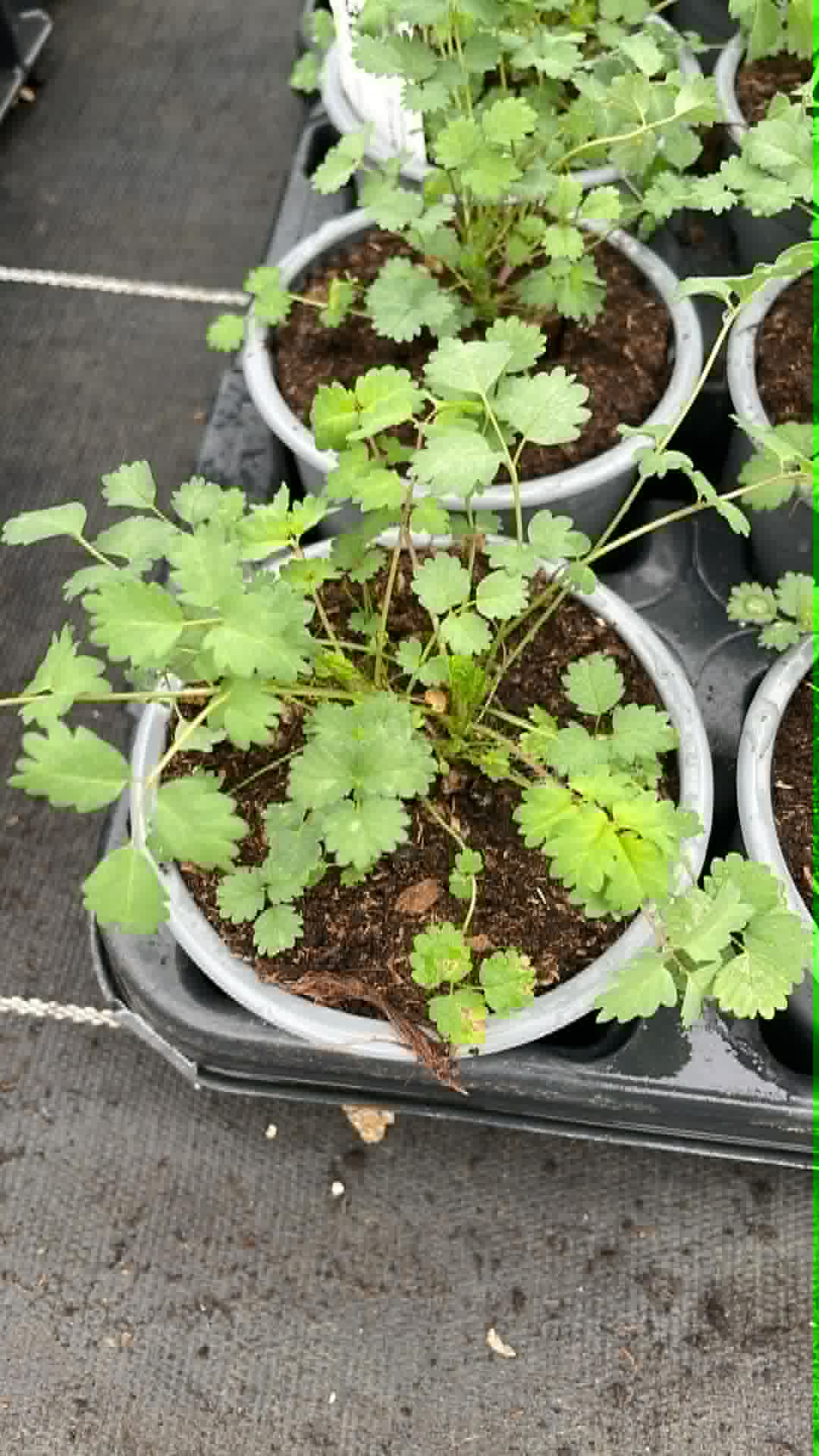 Plant Maraîcher