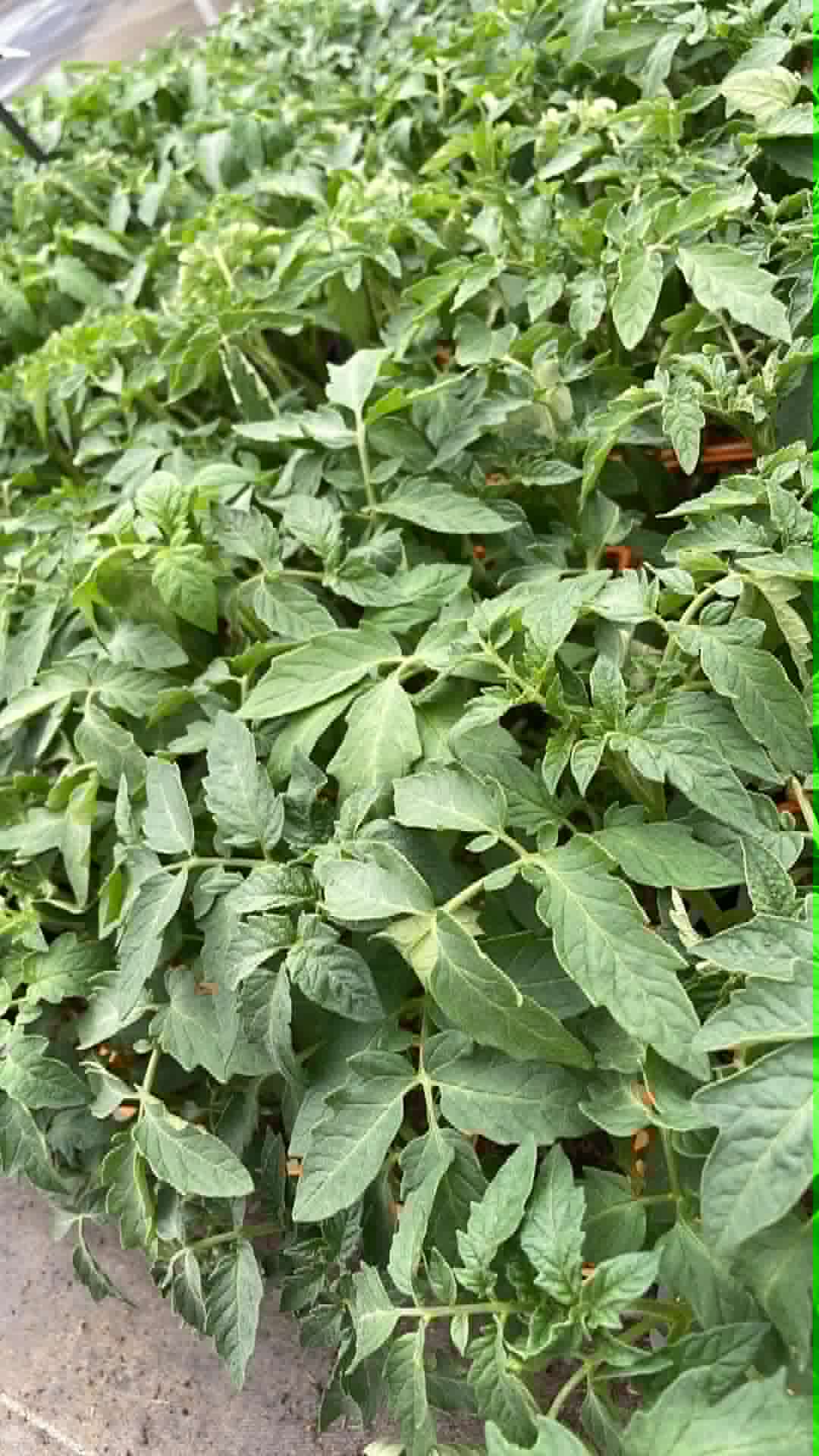 Plant Maraîcher