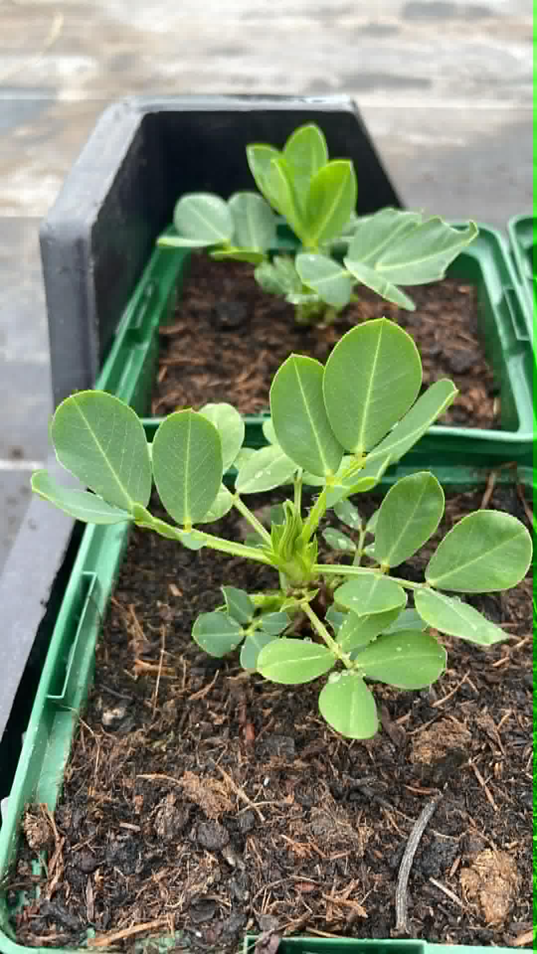 Plant Maraîcher